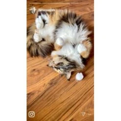 Kater Kasimir Premium Katzenminze, 60g Vorratspack (getrocknet, Geschnitten Und Gesiebt) -PetSafe Verkaufe 0a8ae32e60664223a1beefc94e9ac56208606b87 1408153 de DE adc4a873272fd6b5f96f57d3a5134693bfc5f272qXbFbT