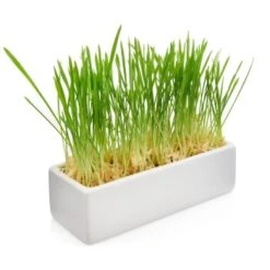 Canadian Cat Company Futterbar Cat Diner Grau/ Weiß -PetSafe Verkaufe 0e525574824550e168be02a6fecb7a609ed284ae 1360972 de DE a02d68c3a8d109b1266e955b4dfb6c9ffc1d2950Klvw73