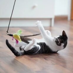 Schlitzohr Katzenangel Federanhänger 5x 18 Schlitzohr Katzenangel Federanhänger 5x -PetSafe Verkaufe 11ed2d225658009b8abd2f7334a71527c7d32c64 1484675 de DE 2194cc6dae193c9b0d821763f83834cddf74faa5Q2fI5o