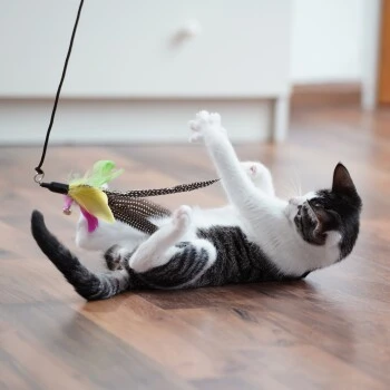 Schlitzohr Katzenangel Federanhänger 5x 9 Schlitzohr Katzenangel Federanhänger 5x – Bild 9