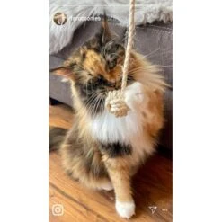 Kater Kasimir Deluxe Set Mit 9 Beliebten Katzenspielzeugen Aus Naturmaterial Und Handgemachtem CATDAD Armband -PetSafe Verkaufe 1f04ffa2e176fa1eec74eb330832e3ec90bf46a4 1408151 de DE 8e1afbeea10c4c53b2e3c89a347993a00031803aaPAVJ2