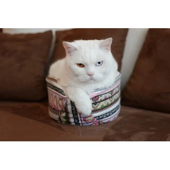 Canadian Cat Company Katzenschiff LUNA 3 Canadian Cat Company Katzenschiff LUNA – Bild 3