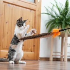 Schlitzohr Federwedel Birdy 3er Pack 16 Schlitzohr Federwedel Birdy 3er Pack -PetSafe Verkaufe 2e08cedc855b4fe4d22372cc22f48cef3188be3c 1659562 de DE 4a8ba2ccf79071630769db1080a8b14fba93fcb3EKX8X8