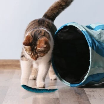 Kater Kasimir 3 Handgerollte Filzwürmchen Aus Schurwolle + 1 Mini-Flasche Katzenminze-Spray 3 Kater Kasimir 3 Handgerollte Filzwürmchen Aus Schurwolle + 1 Mini-Flasche Katzenminze-Spray – Bild 3