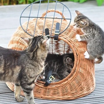 Aumüller Rattanhöhle Gesottene Weide 3 Aumüller Rattanhöhle Gesottene Weide – Bild 3