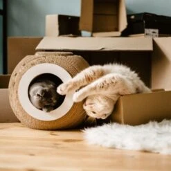 District 70 Kratzmöbel ORB -PetSafe Verkaufe 6560d6445e5f805cae3a1d1e8107ae0366b9b4a6 81457cdf11eed55f55edd03c92dee35d68931e4f