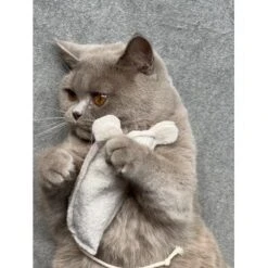 Kater Kasimir Premium Paket Mit 7 Beliebten Katzenspielzeugen Aus Naturmaterial 9 Kater Kasimir Premium Paket Mit 7 Beliebten Katzenspielzeugen Aus Naturmaterial -PetSafe Verkaufe 69d850d83d44dd51ee163b4ce9871d685e5144a3 1408152 de DE 5e0e2fa341f3b7f13618444c260f3bc5df86140eIfTKHQ