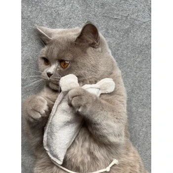 Kater Kasimir Premium Paket Mit 7 Beliebten Katzenspielzeugen Aus Naturmaterial 5 Kater Kasimir Premium Paket Mit 7 Beliebten Katzenspielzeugen Aus Naturmaterial – Bild 5