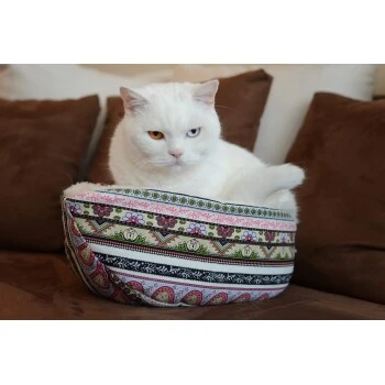 Canadian Cat Company Katzenschiff MAJA 2 Canadian Cat Company Katzenschiff MAJA – Bild 2