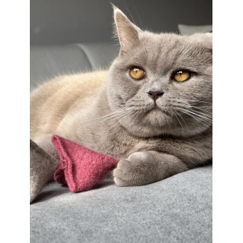 Kater Kasimir Premium Paket Mit 7 Beliebten Katzenspielzeugen Aus Naturmaterial 2 Kater Kasimir Premium Paket Mit 7 Beliebten Katzenspielzeugen Aus Naturmaterial – Bild 2