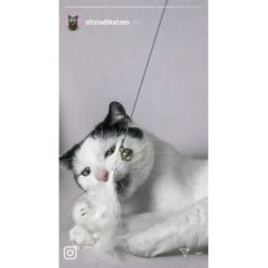 Kater Kasimir Premium Katzenangel Mit 4 Handgemachten Anhängern Aus Naturmaterial -PetSafe Verkaufe 770b4a4773ed49d435287f5ac0f03f94a117604e 1408150 de DE d77919138410a09ab67416f25ec15e6664e9d2ac4JZFQJ