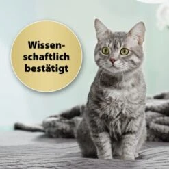 Felisept Home Comfort Set Diffusor + Flakon 45ml -PetSafe Verkaufe 9c015fbf97e9da0b9557db7ed4b82ab2943cb9e3 1667495 3