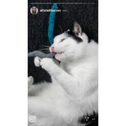 Kater Kasimir 3 Handgerollte Filzwürmchen Aus Schurwolle + 1 Mini-Flasche Katzenminze-Spray 9 Kater Kasimir 3 Handgerollte Filzwürmchen Aus Schurwolle + 1 Mini-Flasche Katzenminze-Spray -PetSafe Verkaufe 9f7ff512709dd50e91c430c3ac3ef7ee598f1a2a 1409266 de DE 1fc0cc3c919dcaaf28a0e442859a52c0a2aaef43Mb7rqZ