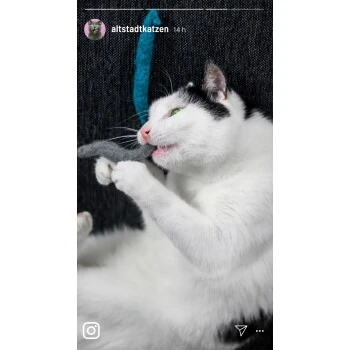 Kater Kasimir 3 Handgerollte Filzwürmchen Aus Schurwolle + 1 Mini-Flasche Katzenminze-Spray 5 Kater Kasimir 3 Handgerollte Filzwürmchen Aus Schurwolle + 1 Mini-Flasche Katzenminze-Spray – Bild 5