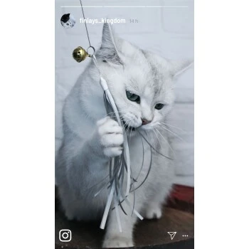 Kater Kasimir Premium Katzenangel Set Aus Buchenholz Mit 4 Handgemachten Anhängern 4 Kater Kasimir Premium Katzenangel Set Aus Buchenholz Mit 4 Handgemachten Anhängern – Bild 4