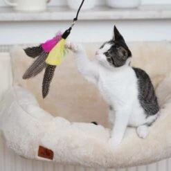 Schlitzohr Katzenangel Federanhänger 5x 17 Schlitzohr Katzenangel Federanhänger 5x -PetSafe Verkaufe ac968f3e92fea38def92e5a7524fa7085dc78563 1484675 de DE ddb20d567bfb55f49958028f07ad50186cd87523xUAnfc