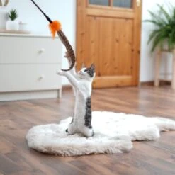 Schlitzohr Federwedel Birdy 3er Pack 12 Schlitzohr Federwedel Birdy 3er Pack -PetSafe Verkaufe ad71433917b4c75207a76b8cde2a63e28ac6a3f4 1659562 de DE 3439e97a8a6ef7574f0506829a0694961b8792bfHS2VqL