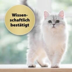 Felisept Home Comfort Nachfüller 45ml -PetSafe Verkaufe caf8bdd319326ad4f481de1e79b9c99dd7d55926 1667496 3