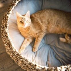 District 70 COCOON Natural M 11 District 70 COCOON Natural M -PetSafe Verkaufe d1bca9000c27271741682ed9d9947040fa216679 010fccd4edaf289528235b12a94f95e756b71b5e