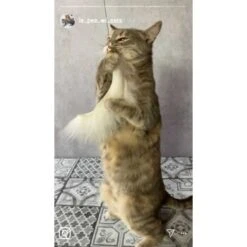 Kater Kasimir Premium Katzenangel Mit 4 Handgemachten Anhängern Aus Naturmaterial -PetSafe Verkaufe f5a0947d639de966c4125c979f26b15c23b5fa95 1408150 de DE aa9d1c169f7ec9191367c416c4b64e9770f966aeO7Adip