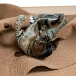 Canadian Cat Company Spielteppich Für Katzen Braun -PetSafe Verkaufe feeb1471a0788eb13995861dfe89bb445b21d4b8 1394213 de DE 4a32360e22e339a18cf0f9a52c488f1077251d777uzNQw