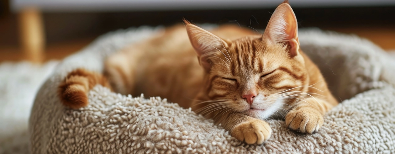 PetSafe Verkaufe -PetSafe Verkaufe 2024 07 Banner 1260x490 DE Katzenschlafplatz LP